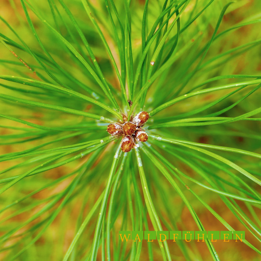 Waldiger Herbst Im WaldSein